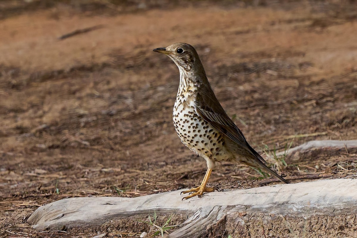 Mistle Thrush - Beata Milhano