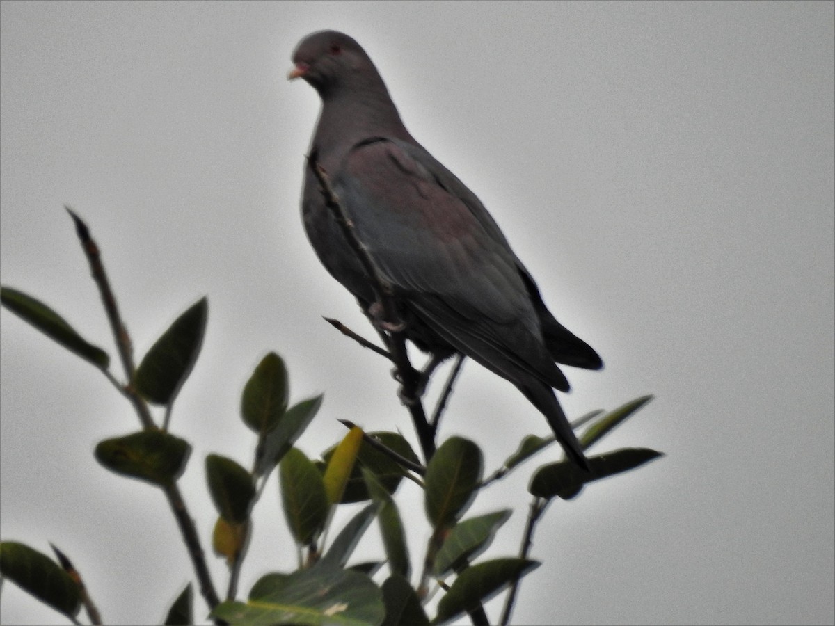 Red-billed Pigeon - Marco Costa