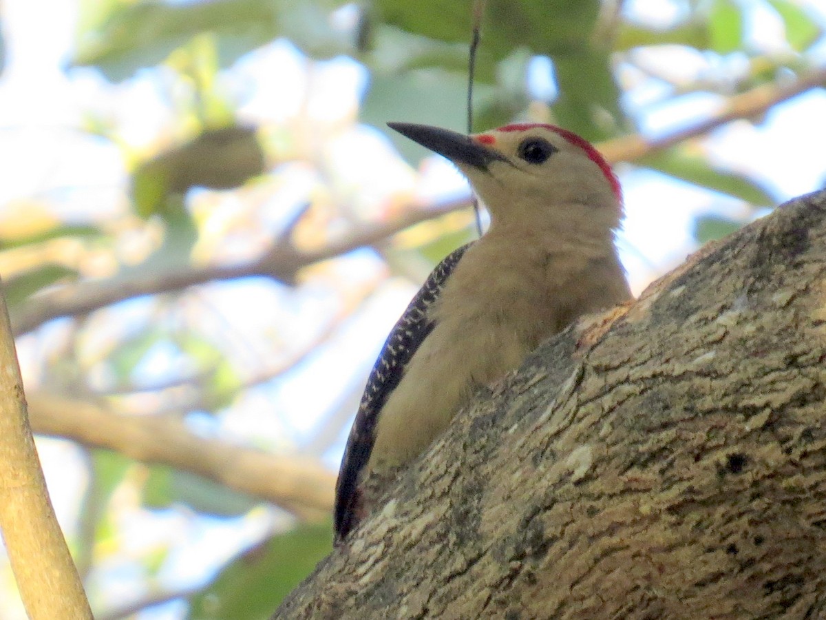 Golden-fronted Woodpecker - ML618020492
