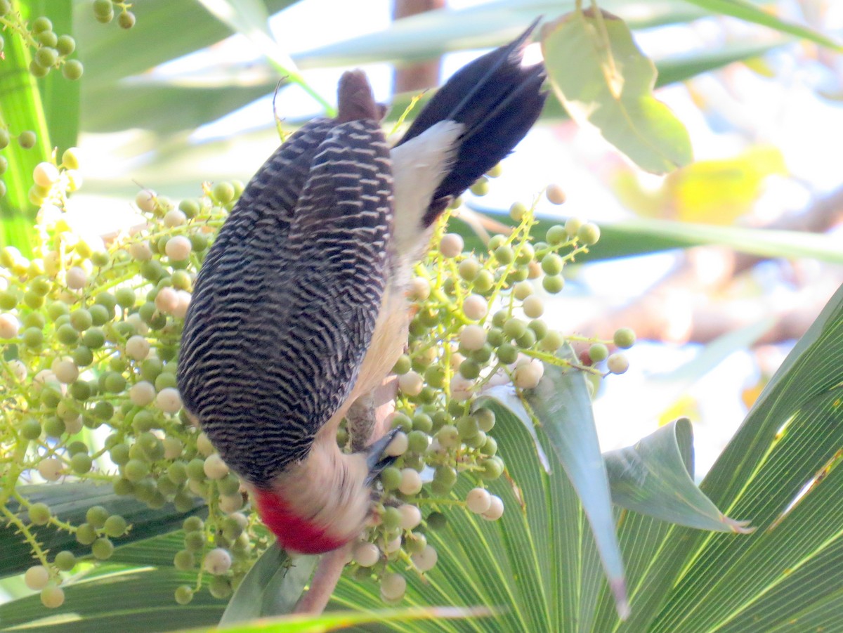 Golden-fronted Woodpecker - ML618020493