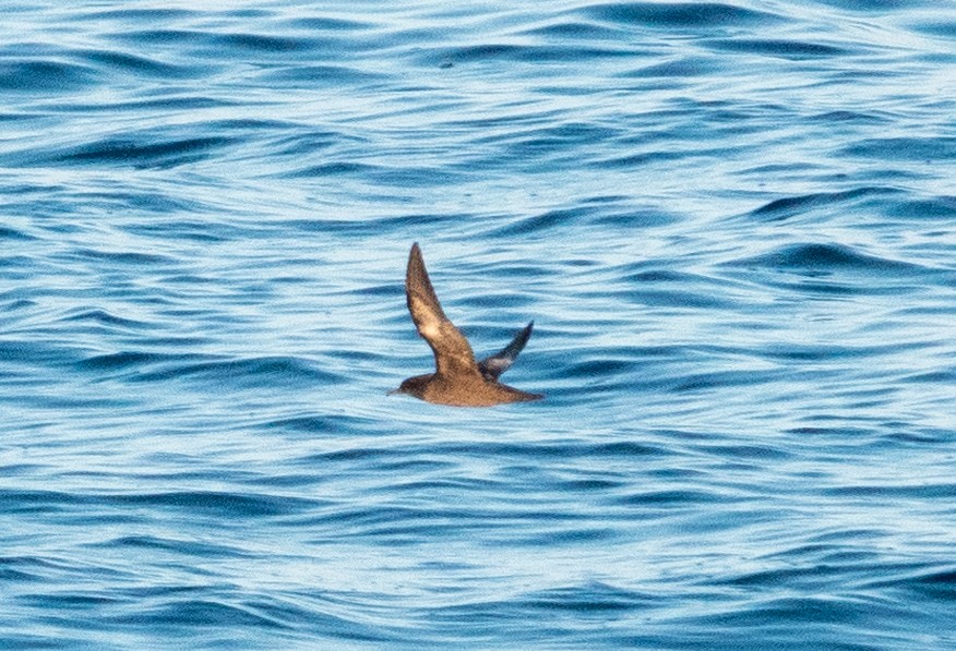 Pink-footed Shearwater - Dale Pate