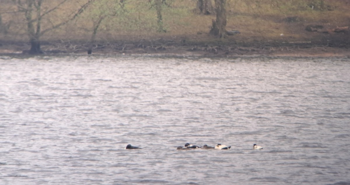 Eider arrunta (eurasiarra) - ML618020527