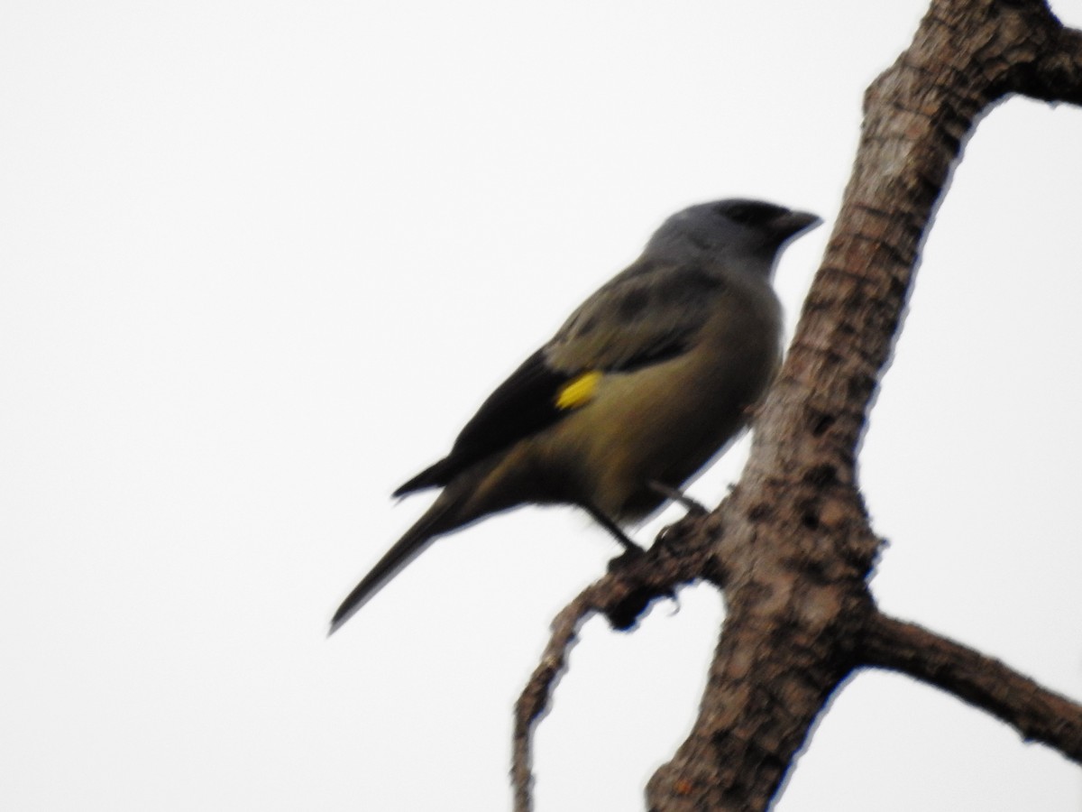 Yellow-winged Tanager - ML618020532