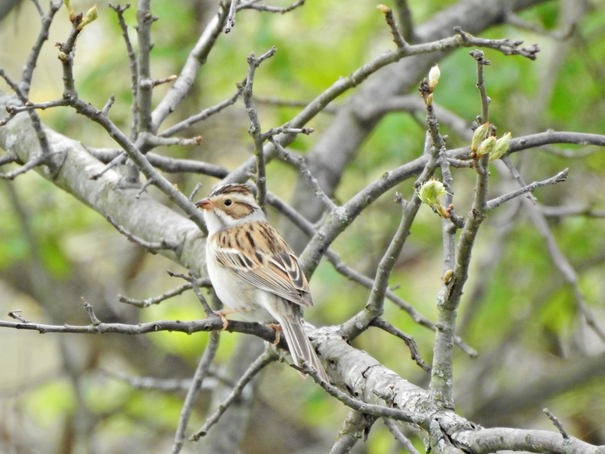 Clay-colored Sparrow - ML618020545
