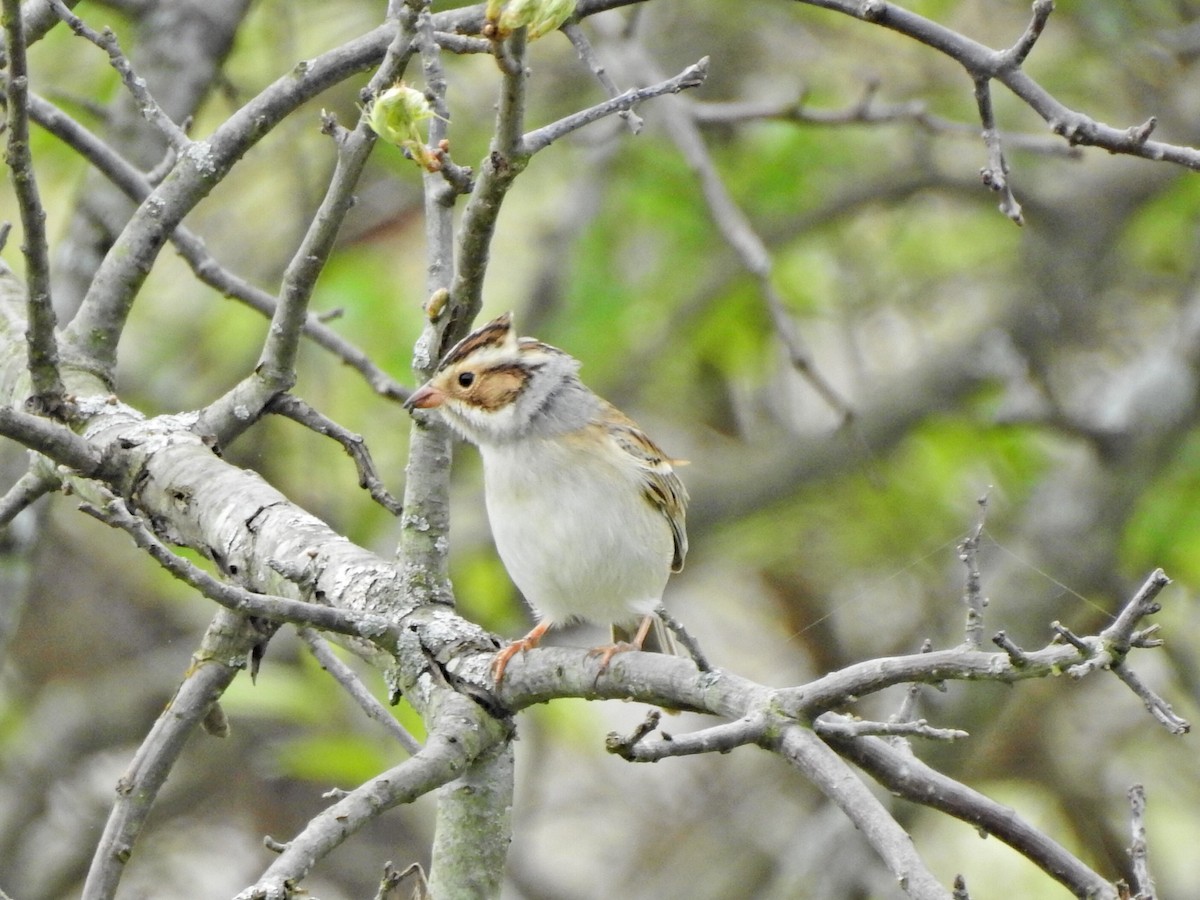 Clay-colored Sparrow - ML618020547