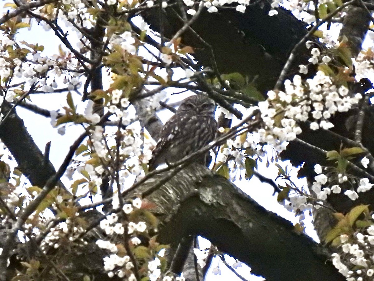 Little Owl (Little) - Stephen Bailey