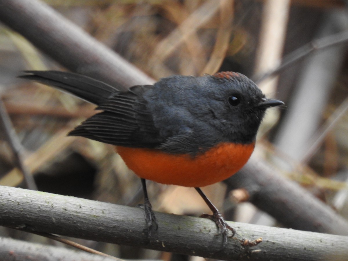 Slate-throated Redstart - ML618020569