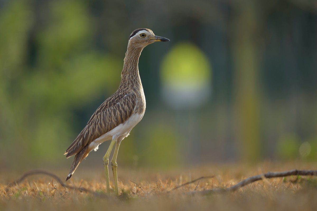 Double-striped Thick-knee - Christopher Becerra