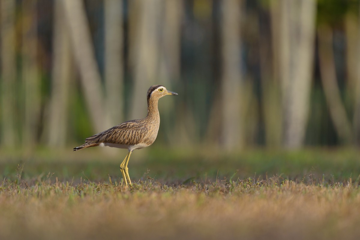 Double-striped Thick-knee - ML618020600