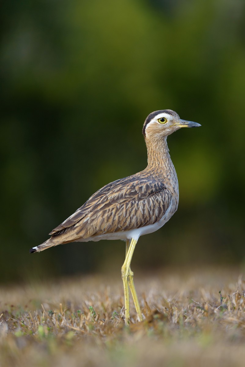 Double-striped Thick-knee - ML618020603