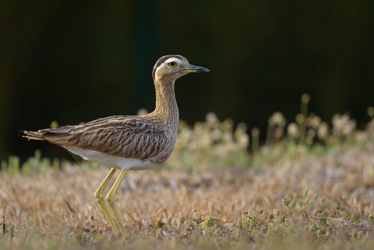 Double-striped Thick-knee - Christopher Becerra