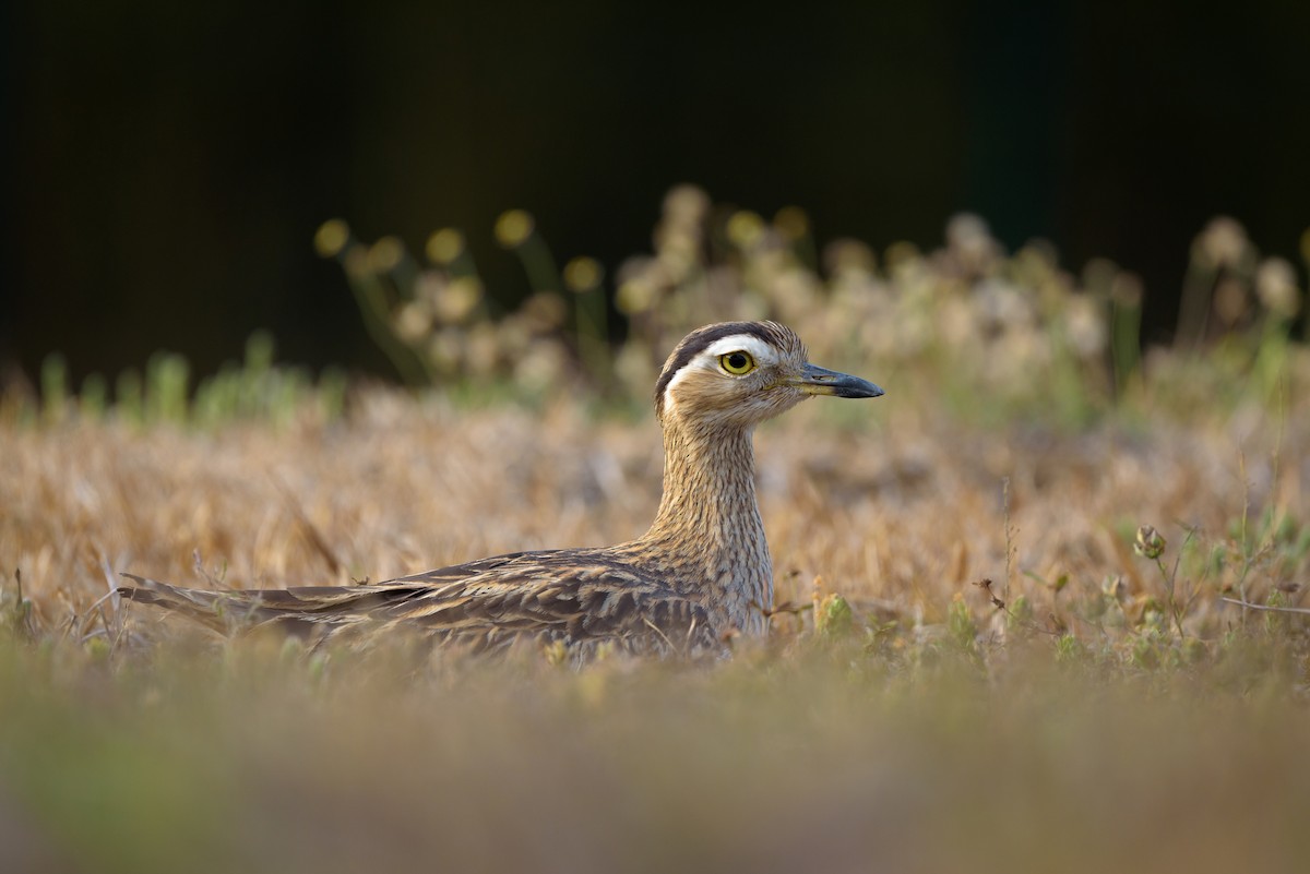 Double-striped Thick-knee - ML618020605