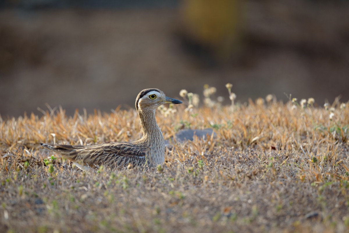 Double-striped Thick-knee - Christopher Becerra