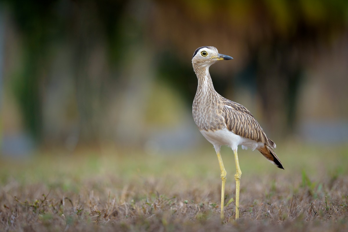 Double-striped Thick-knee - Christopher Becerra