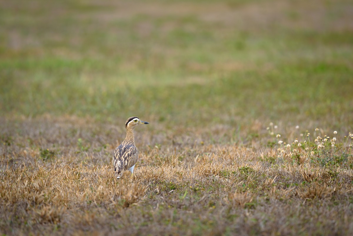 Double-striped Thick-knee - ML618020613