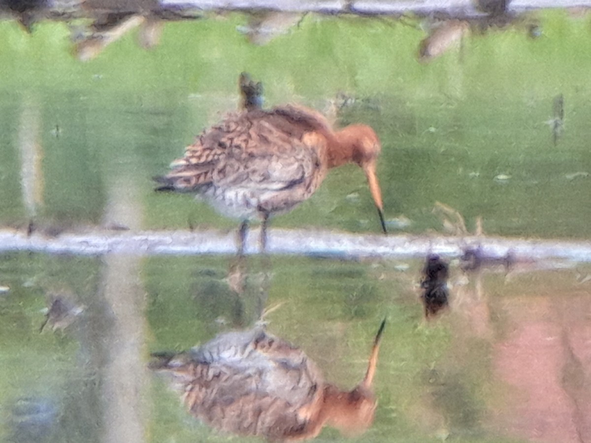 Black-tailed Godwit (islandica) - ML618020635