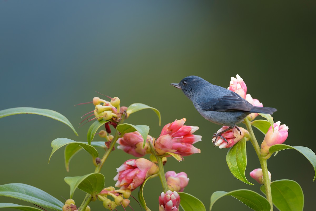 Slaty Flowerpiercer - Christopher Becerra