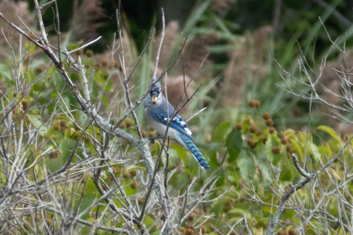 Blauhäher - ML618020643