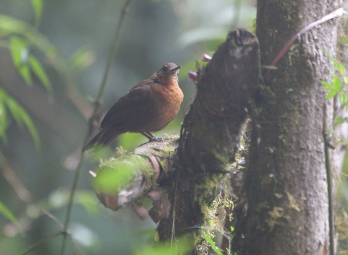 Middle American Leaftosser (Mexican) - ML618020646