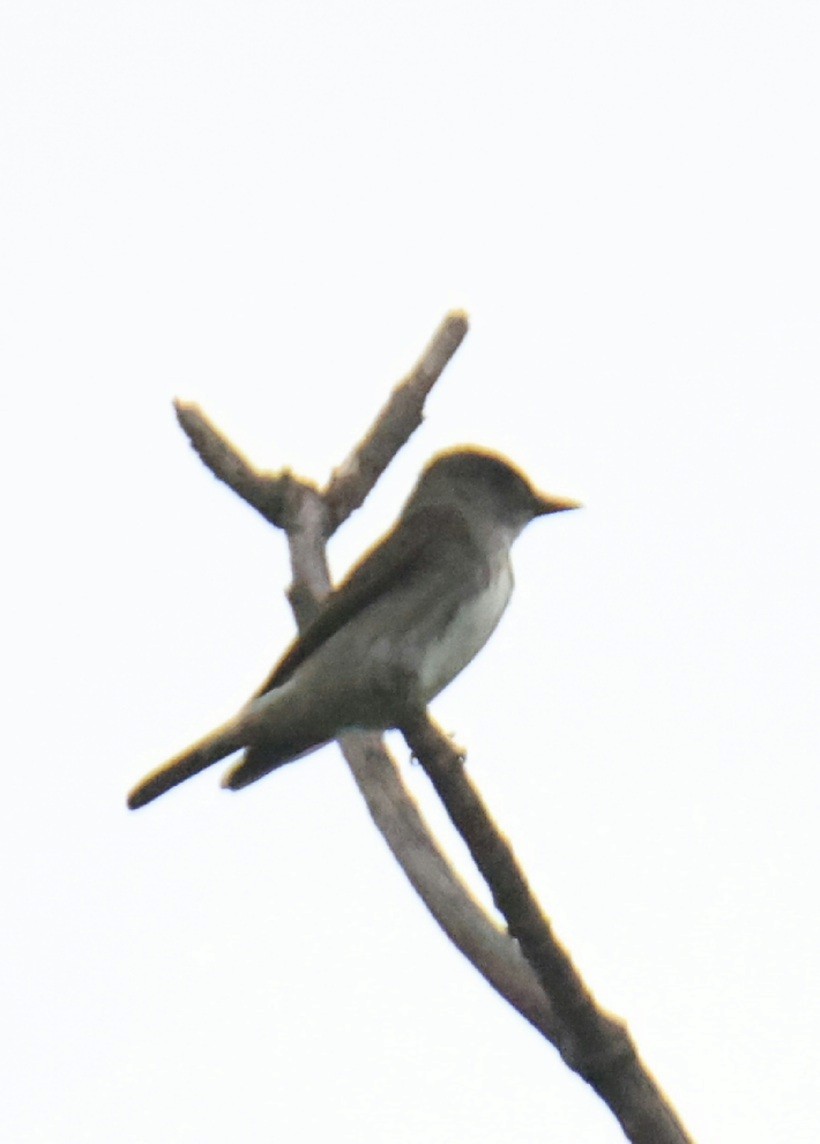 Olive-sided Flycatcher - ML618020648