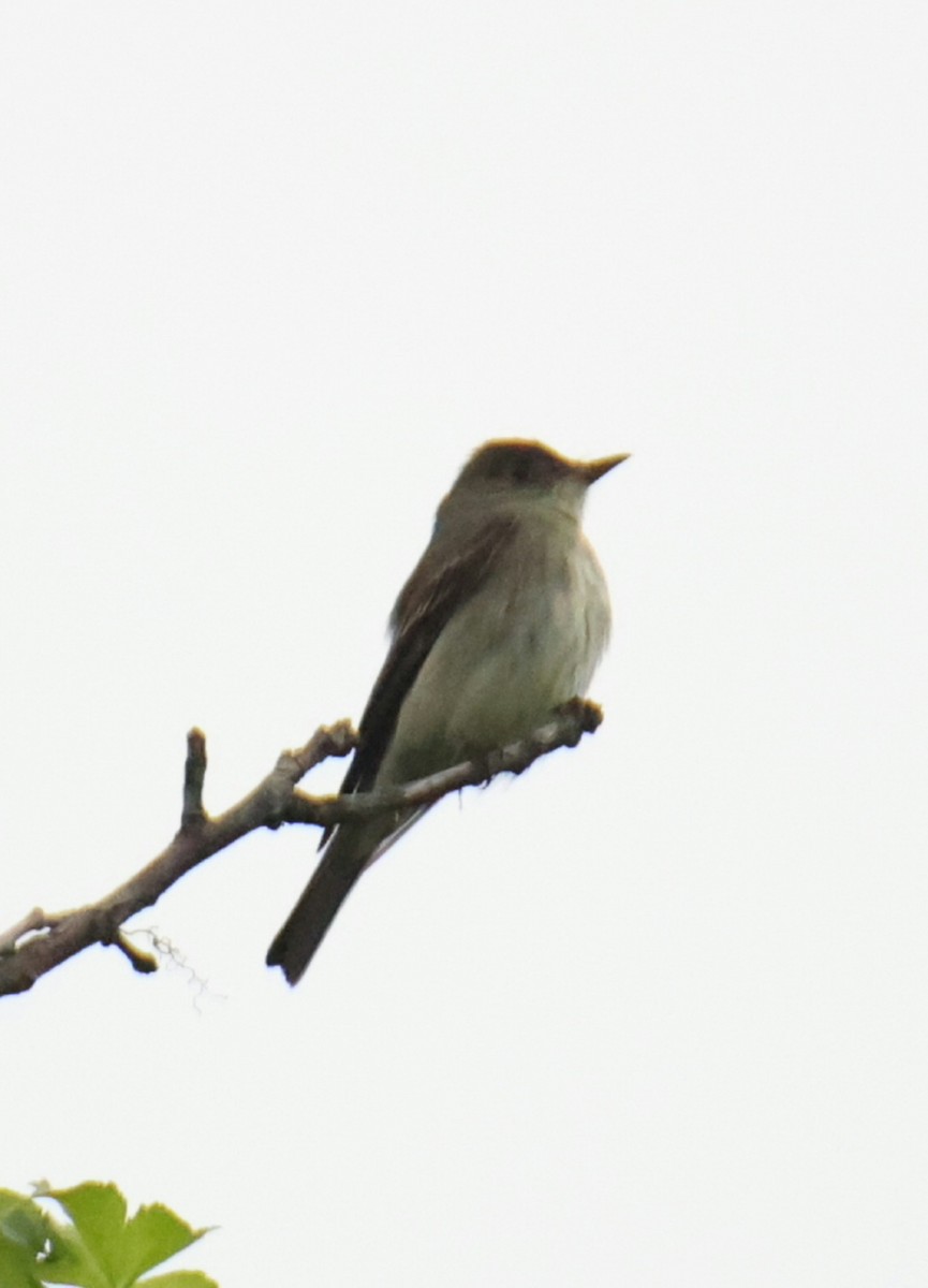 Eastern Wood-Pewee - ML618020664