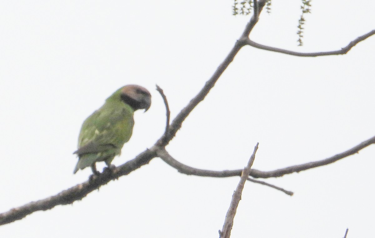 Gül Göğüslü Yeşil Papağan - ML618020666