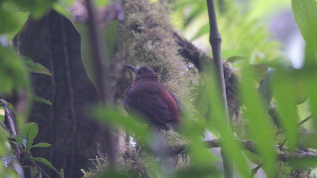 Sclérure à gorge rousse (mexicanus) - ML618020669