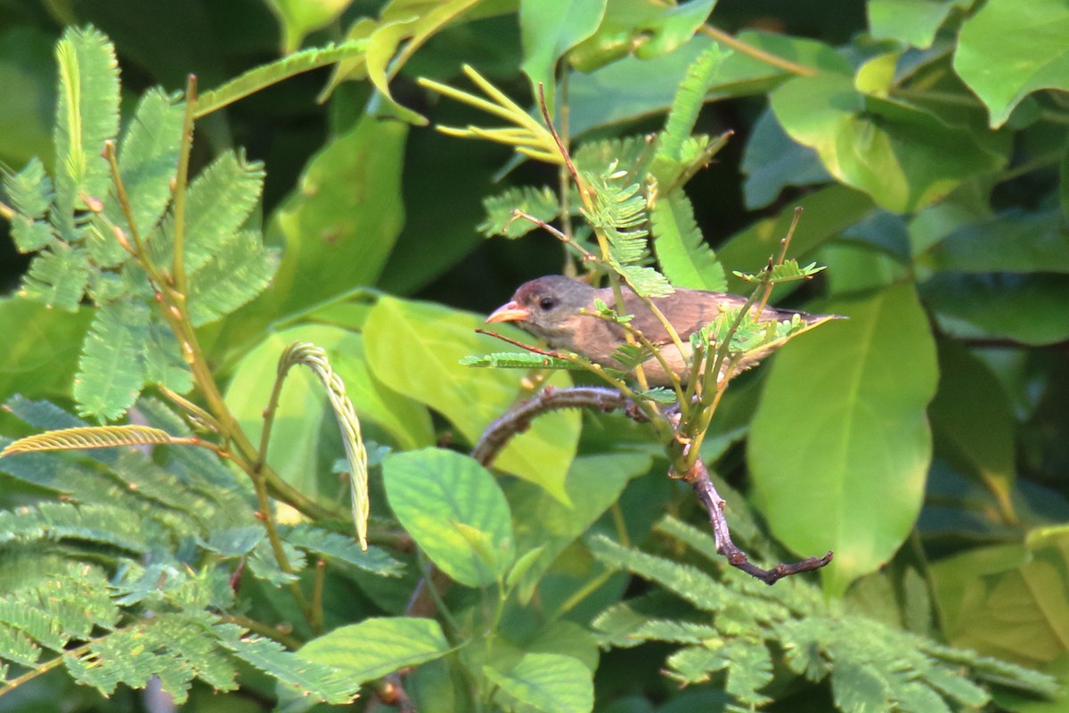 Pale-billed Flowerpecker - Anshuman Sarkar