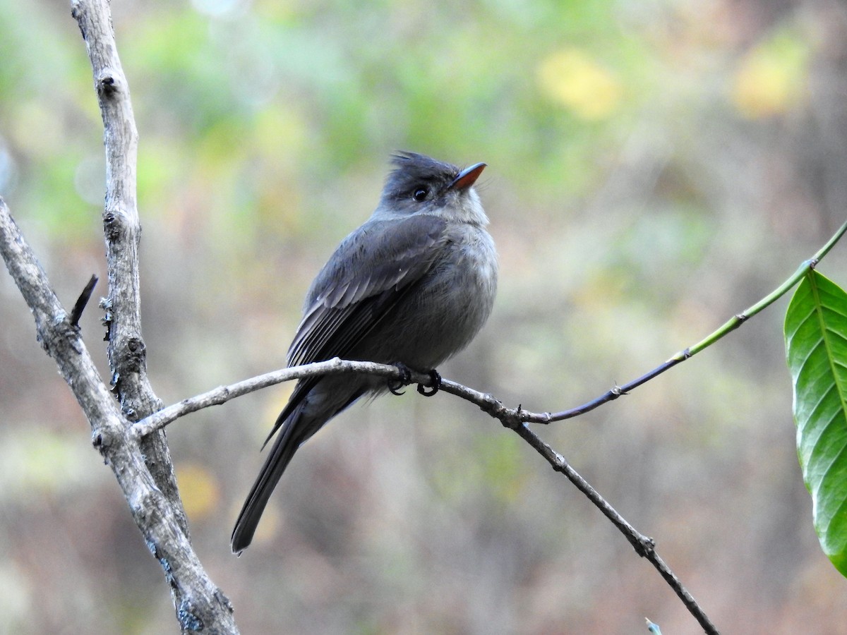 Greater Pewee - ML618020699