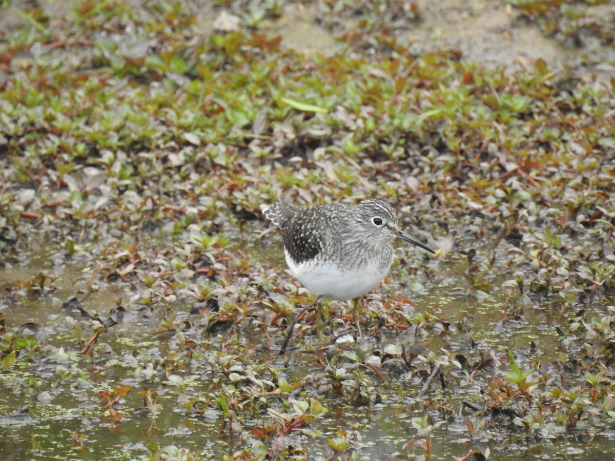 Solitary Sandpiper - Bruce Hill