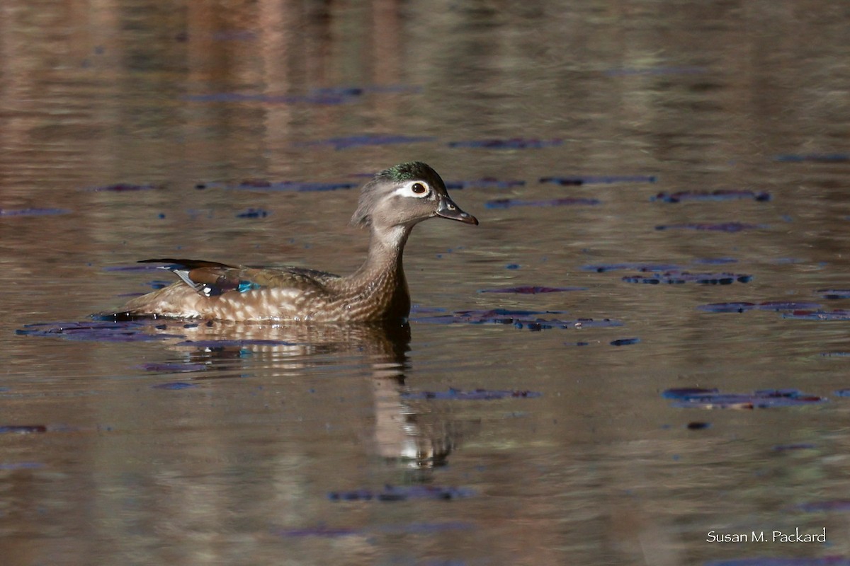 Wood Duck - ML618020741