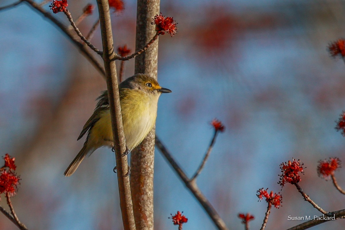 White-eyed Vireo - Susan Packard