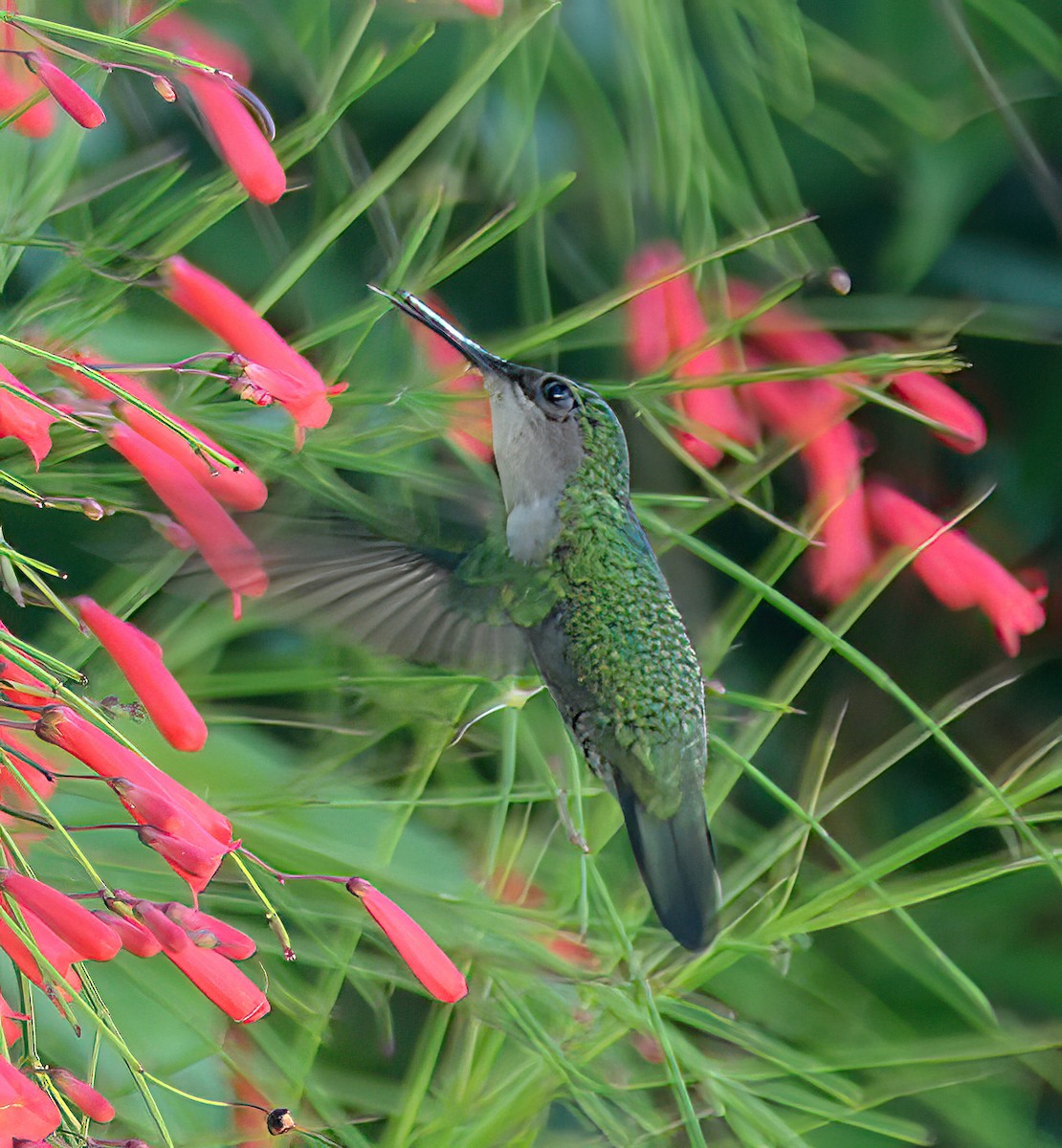 Antillean Crested Hummingbird - ML618020759