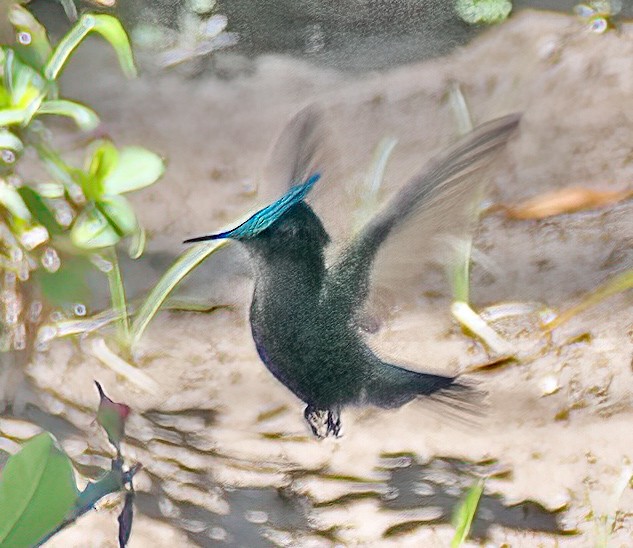 Antillean Crested Hummingbird - ML618020760