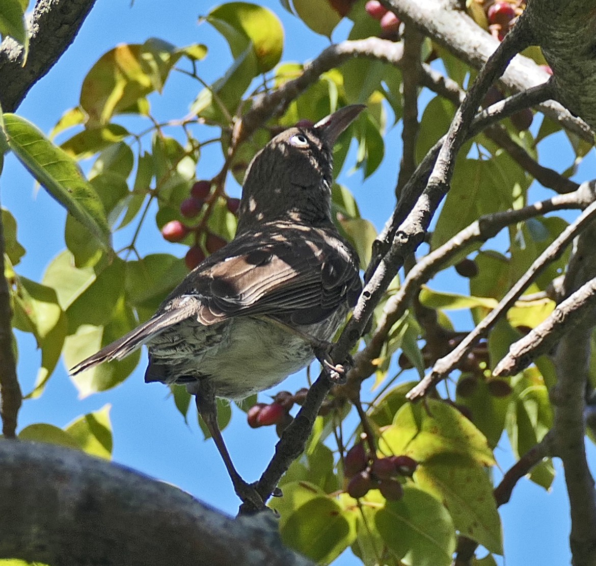 Pearly-eyed Thrasher - Phil Tizzard