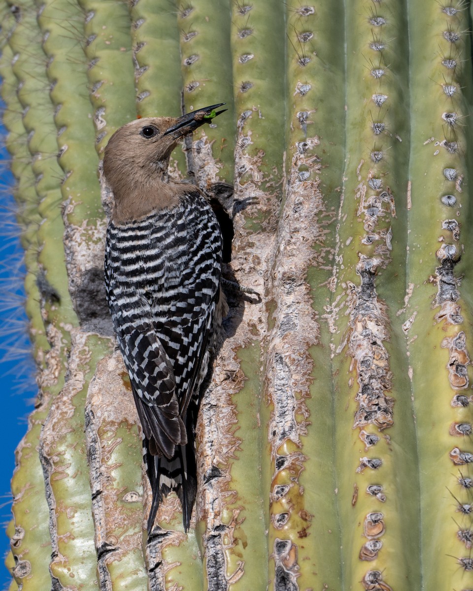 Pic des saguaros - ML618020774