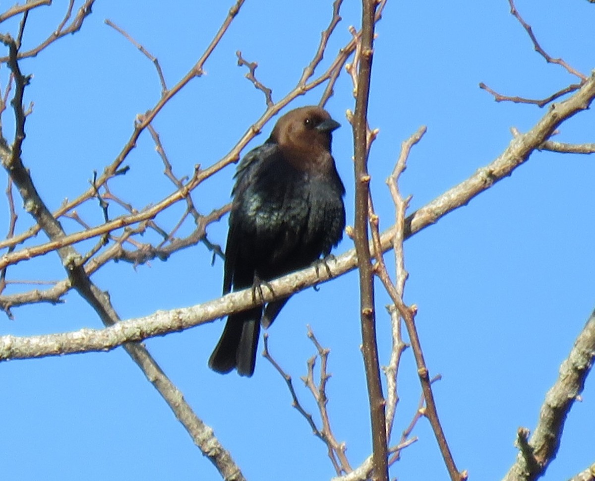 Brown-headed Cowbird - Roger Debenham