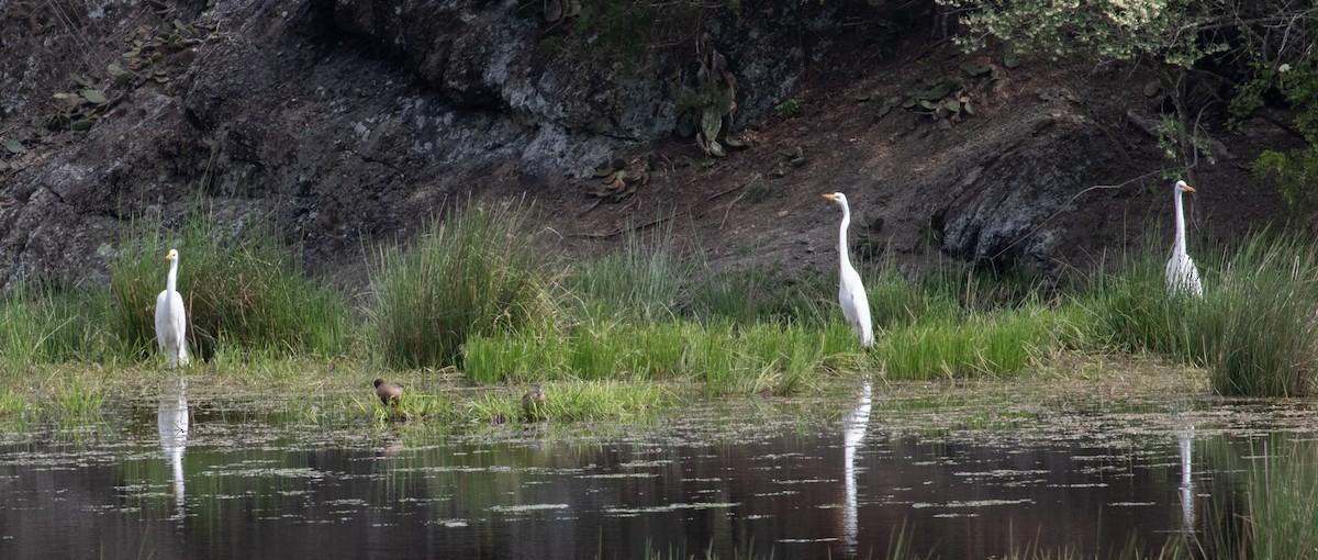 Great Egret - ML618020813