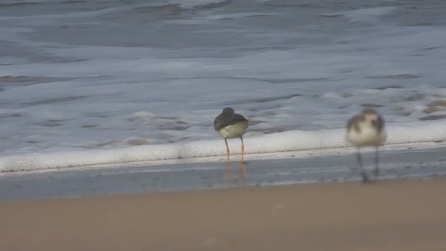 Terek Sandpiper - ML618020816