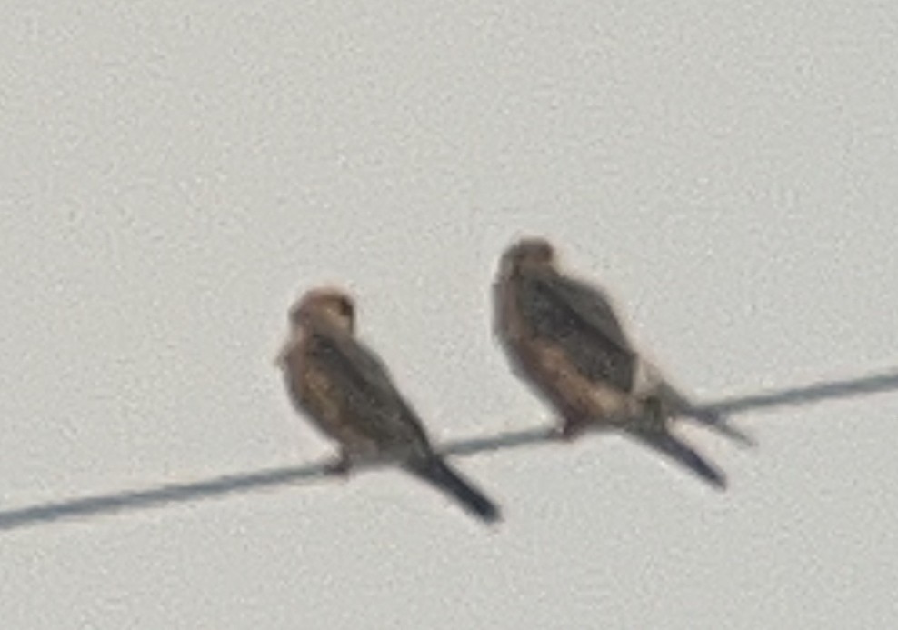 Red-footed Falcon - ML618020818