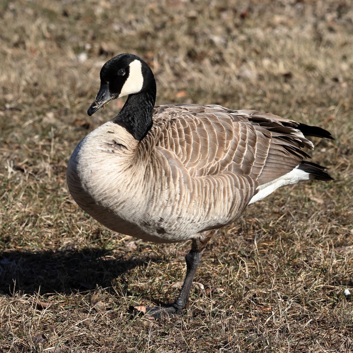 Canada Goose - Bruno Canadien