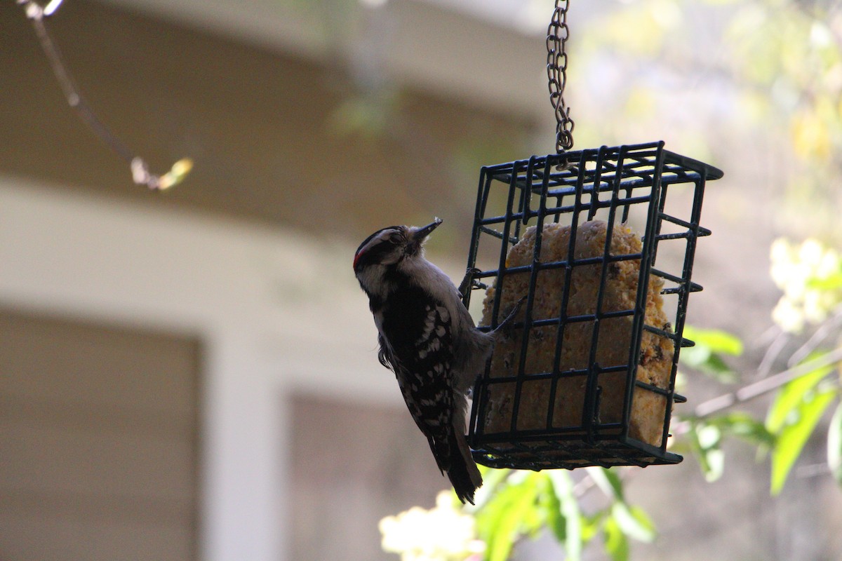 Downy Woodpecker - ML618020853