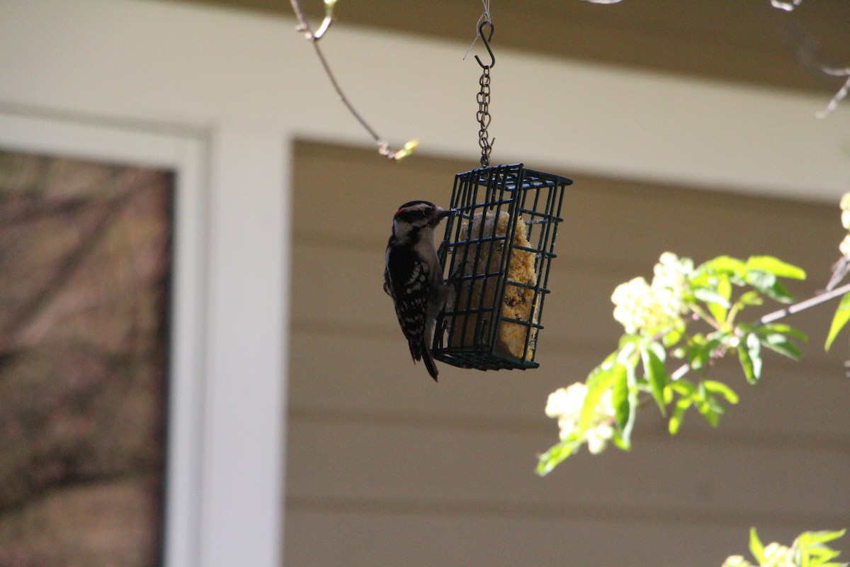 Downy Woodpecker - ML618020854