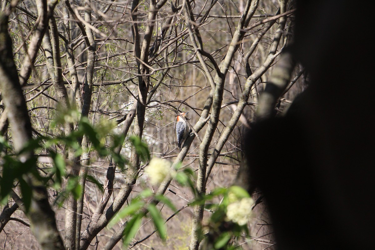 Red-bellied Woodpecker - ML618020871