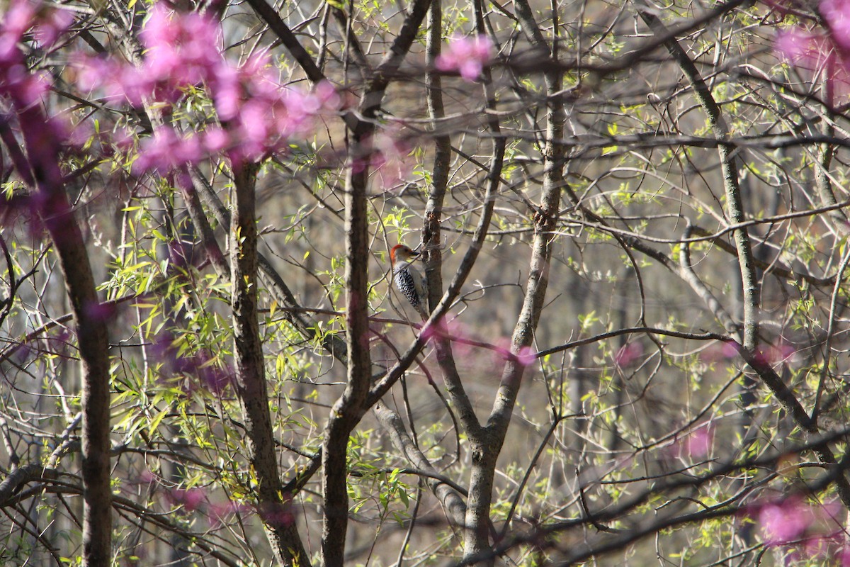 Red-bellied Woodpecker - ML618020872