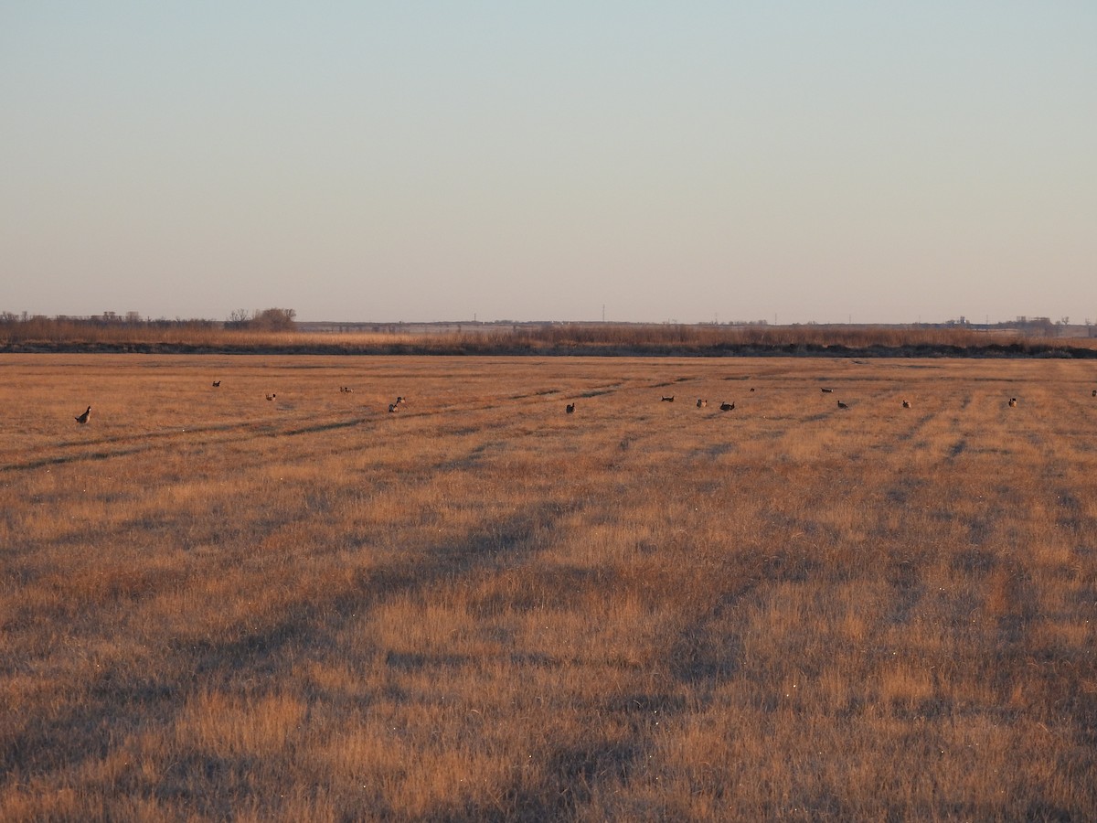 Greater Prairie-Chicken - ML618020902