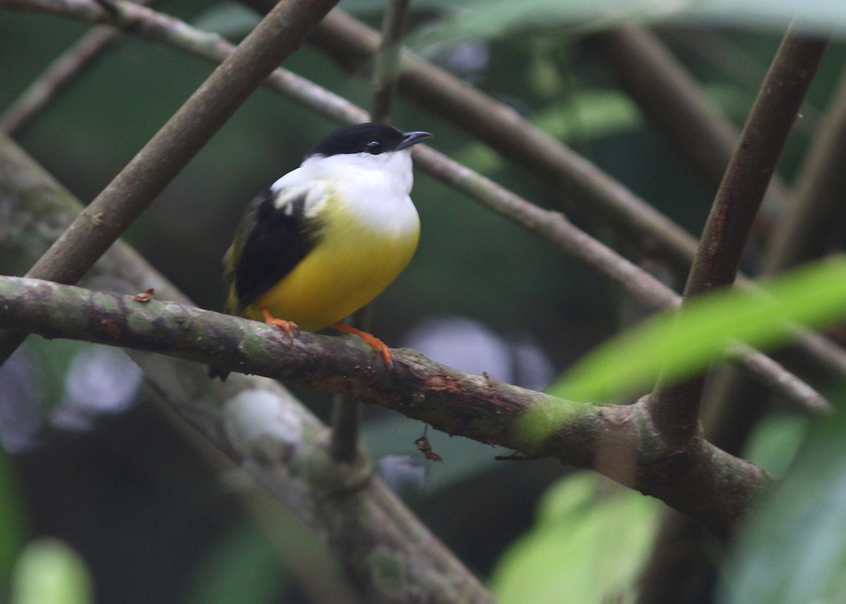 Manakin à col blanc - ML618020925