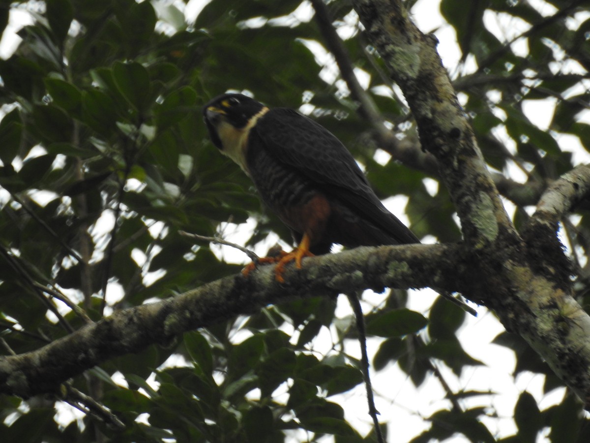 Bat Falcon - ML618020927