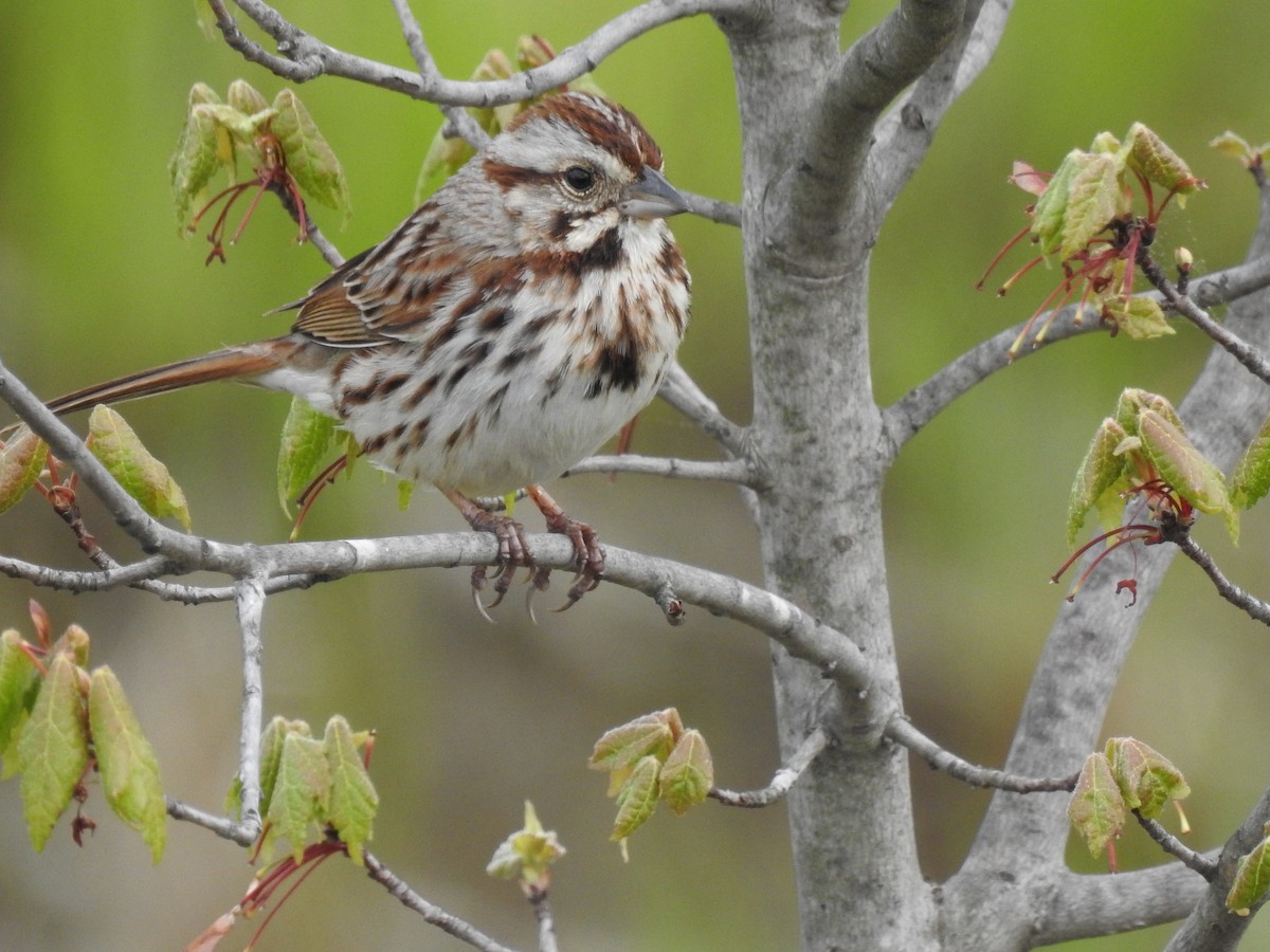 Song Sparrow - Bruce Hill