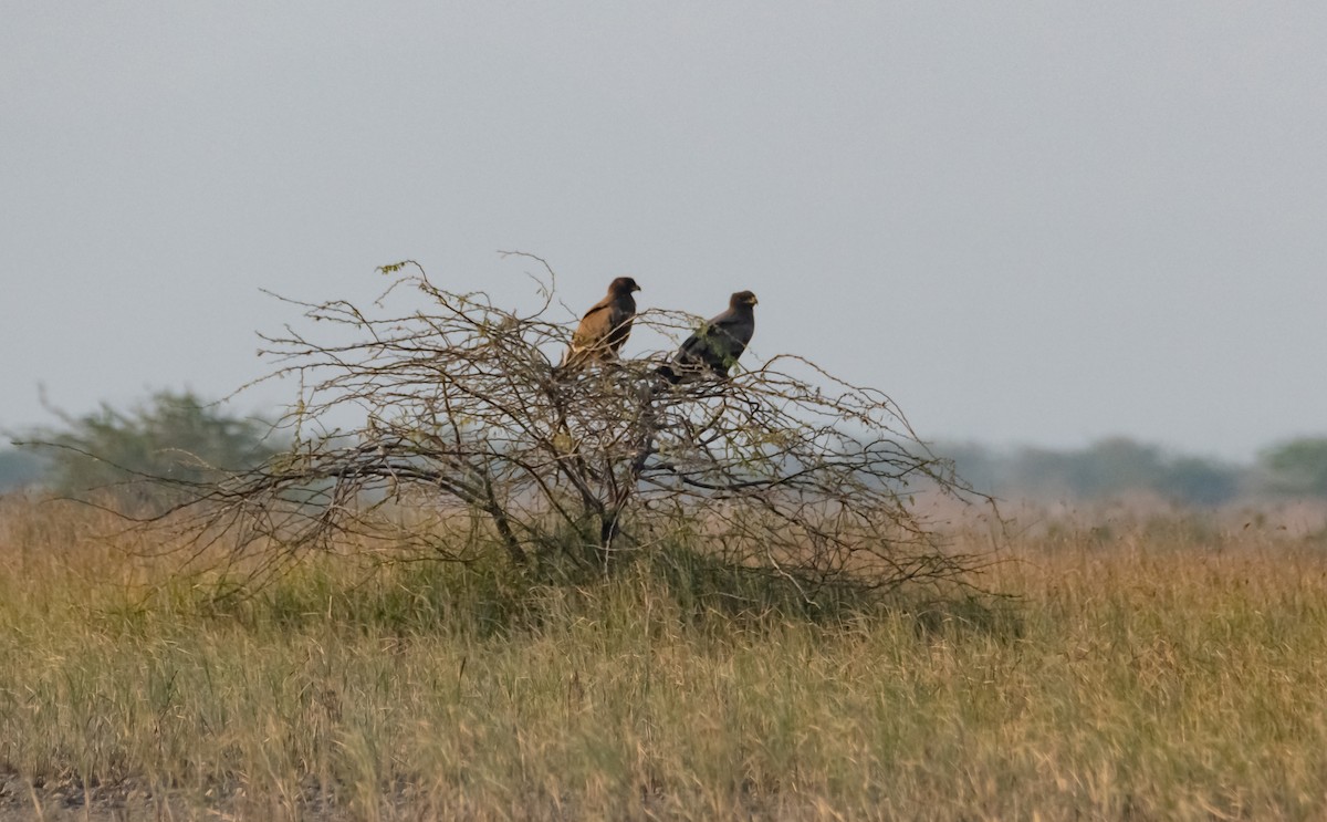 Steppe Eagle - Arun Raghuraman